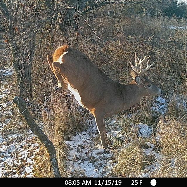 TrailCam Tuesday 👊🏻
.
.
.
#trailcamtuesday #trailcamtrophies #trailcamtrophy #trailcamology #buck #whitetail #whitetailbuck #bigbuck #trailcam #trailcamera #hunting #hunt #antlers #deerseason #deerhunting #wildlife #nature #naturephotography ift.tt/3akI2BQ