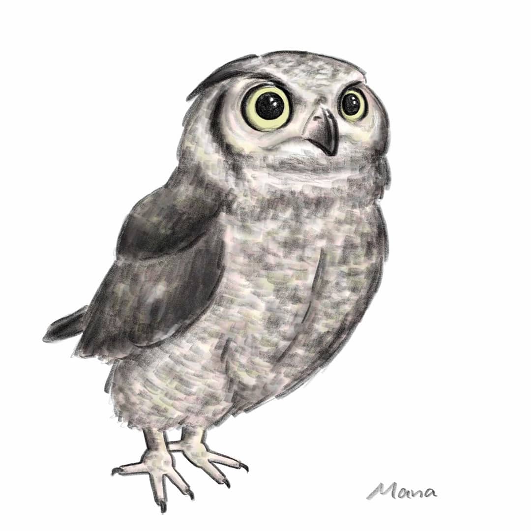 ふるやまな 絵描き Na Twitteru ミミズク Owl Illustration イラスト フクロウ Owl