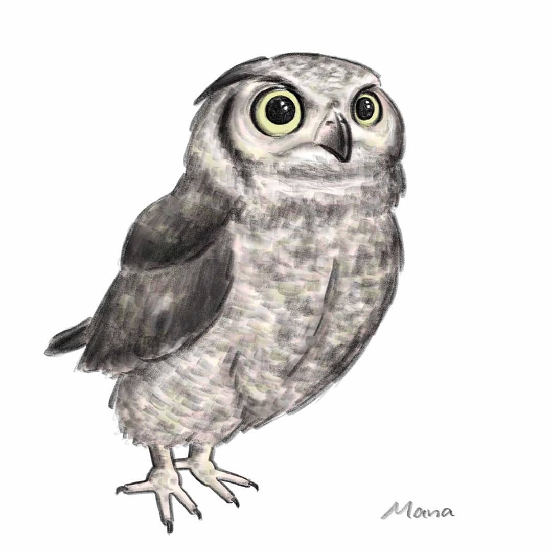 ふるやまな 絵描き A Twitteren ミミズク Owl Illustration イラスト フクロウ Owl