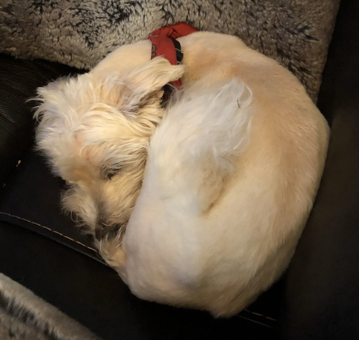 swiva's tweet photo. My dog’s response to tonight’s #DemDebate and the lack of inclusion of disability policy. I agree, #BerkeleyBear!
#CripTheVote https://t.co/qAfXS692bp