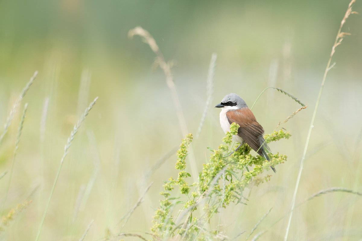 CENLorraine's tweet photo. 🙏APPEL A DONS POUR SAUVER LA PIE GRIÈCHE ÉCORCHEUR (le don est déductible de vos impôts)
Nous avons besoin d'aide pour protéger cet oiseau qui est en grand danger !
Pour en savoir plus sur cette espèce et faire un don : https://t.co/FKTXyQi06b
#appeladons #environnement #pie https://t.co/0zcRfEaXcW