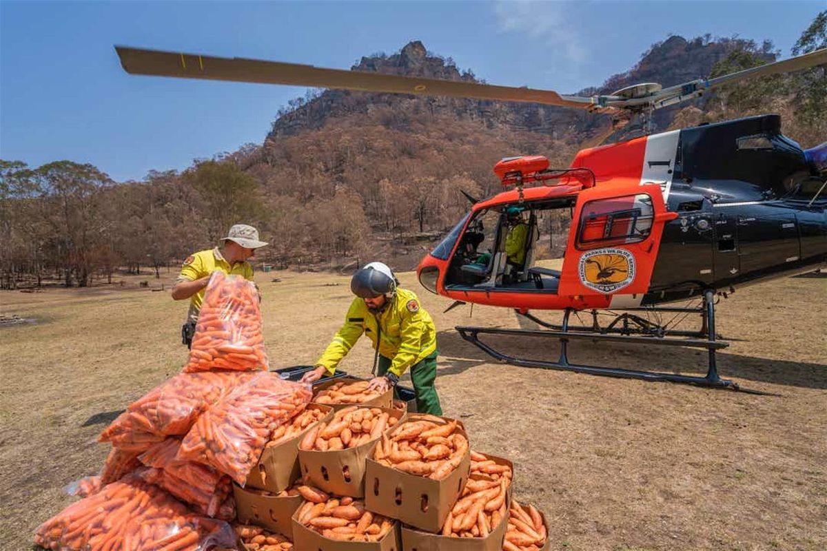 lonelyplanet's tweet photo. Australia is dropping vegetables from helicopters for bushfire-affected wallabies – https://t.co/V0v0kAWYug https://t.co/7xESf9ZWGd