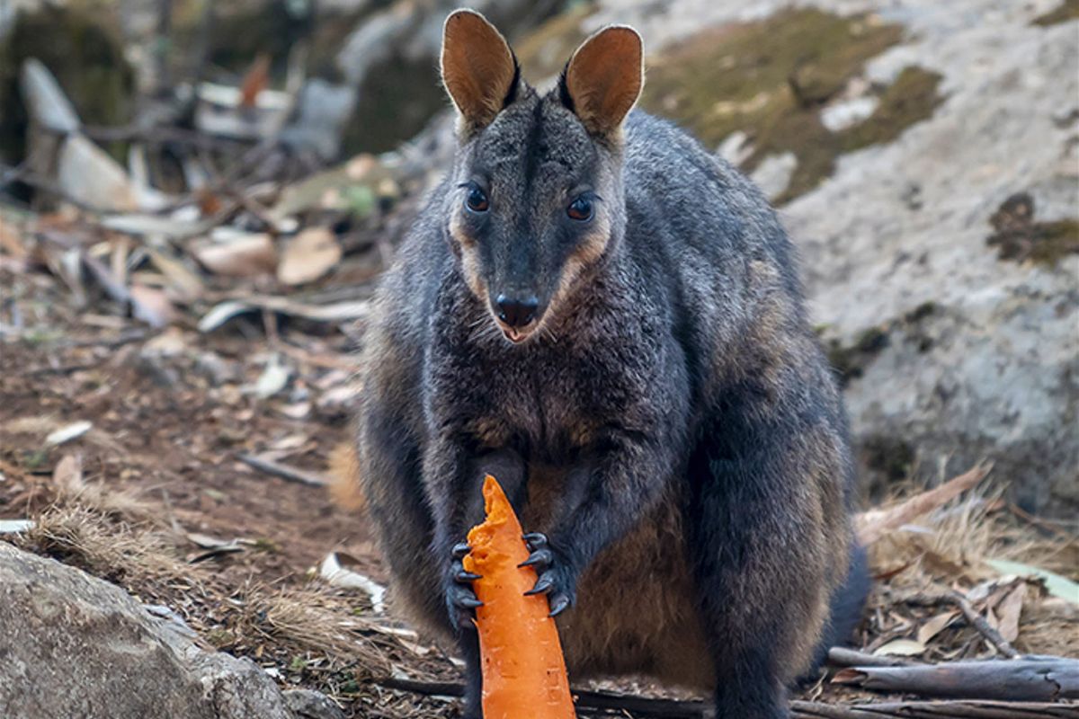 lonelyplanet's tweet photo. Australia is dropping vegetables from helicopters for bushfire-affected wallabies – https://t.co/V0v0kAWYug https://t.co/7xESf9ZWGd