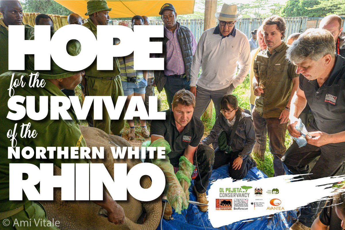 Newly created northern white rhino embryo nourishes hope for the survival of the northern white rhino species

#northernwhiterhino