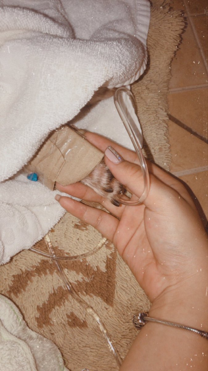 clrchua's tweet photo. I hope you’re taking naps and eating enough, I’m trying my hardest to deal and get through life without you and it so hard 😭 I am eternally grateful that I got to have you as a dog because you were the best dog that I will ever have. I Love You Sachie!!😭🐶 https://t.co/IsvTxe5W1L