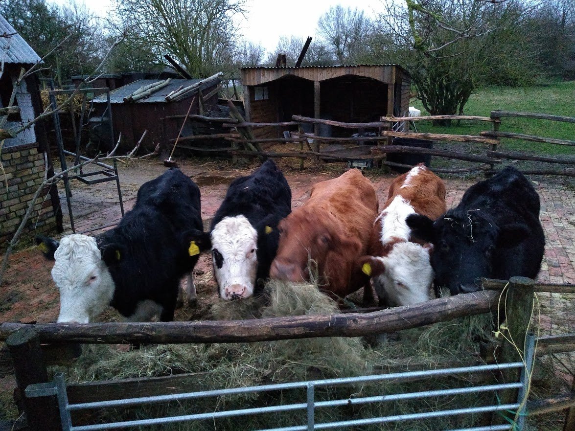 FairCloseFarm's tweet image. All very polite and orderly at the manger this morning...