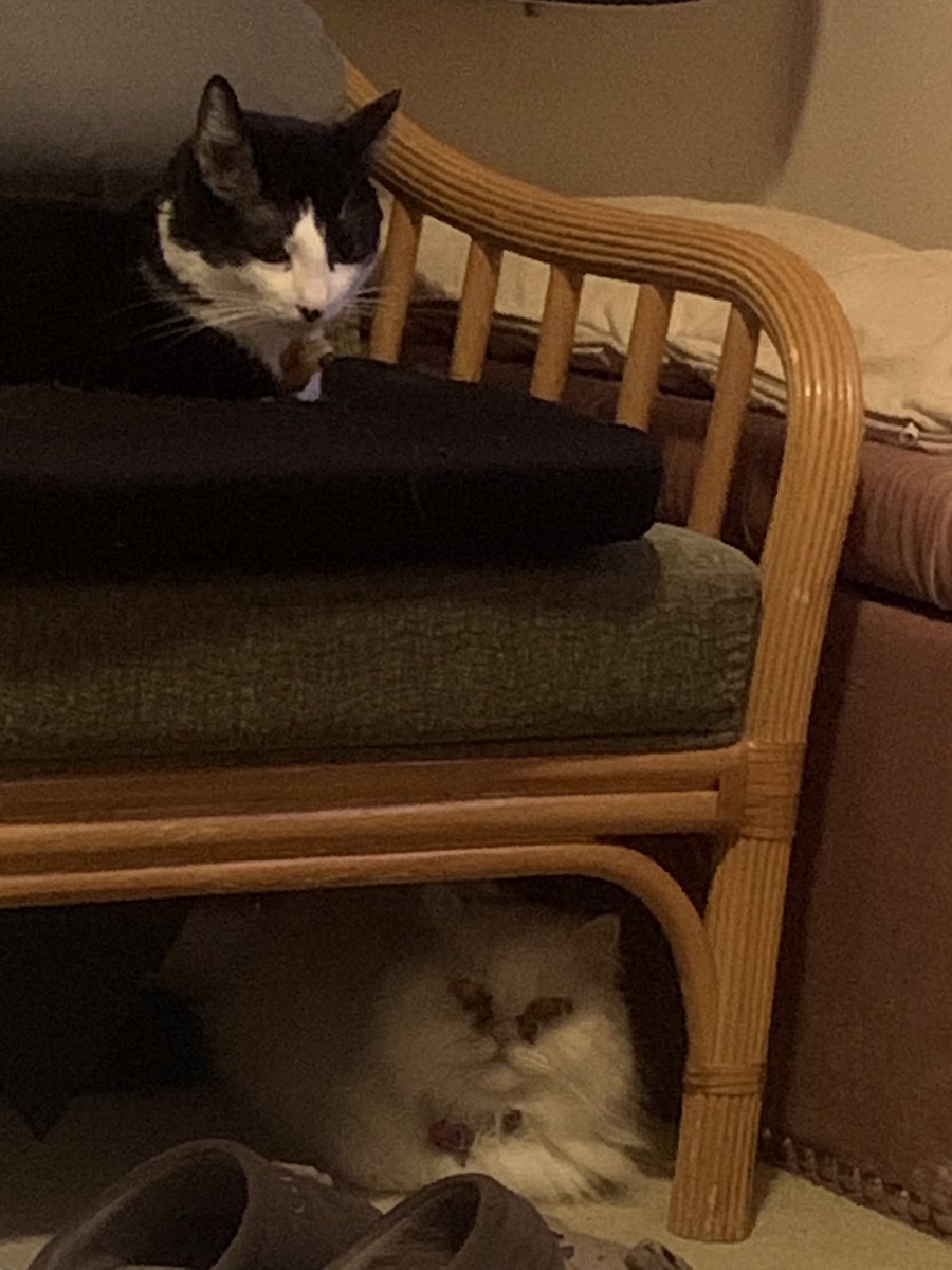 nancy_starfish's tweet photo. Pepper and Stanley are trying to attack me:) https://t.co/igxV2PbAyU