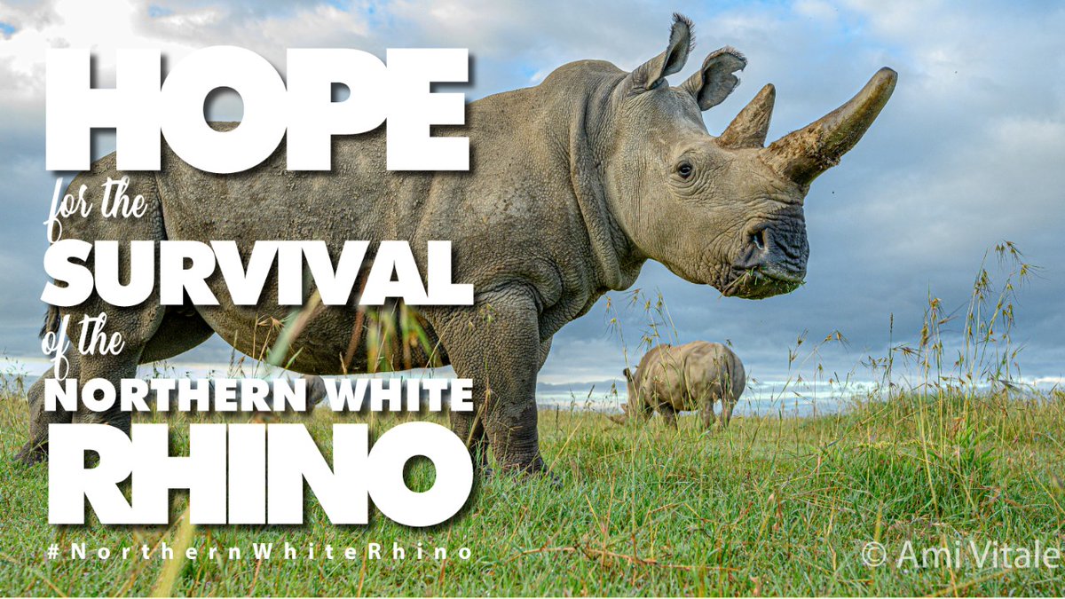 In August 2019 a team of scientists and conservationists broke new ground in saving the northern white rhinoceros from extinction.

 #NorthernWhiteRhino