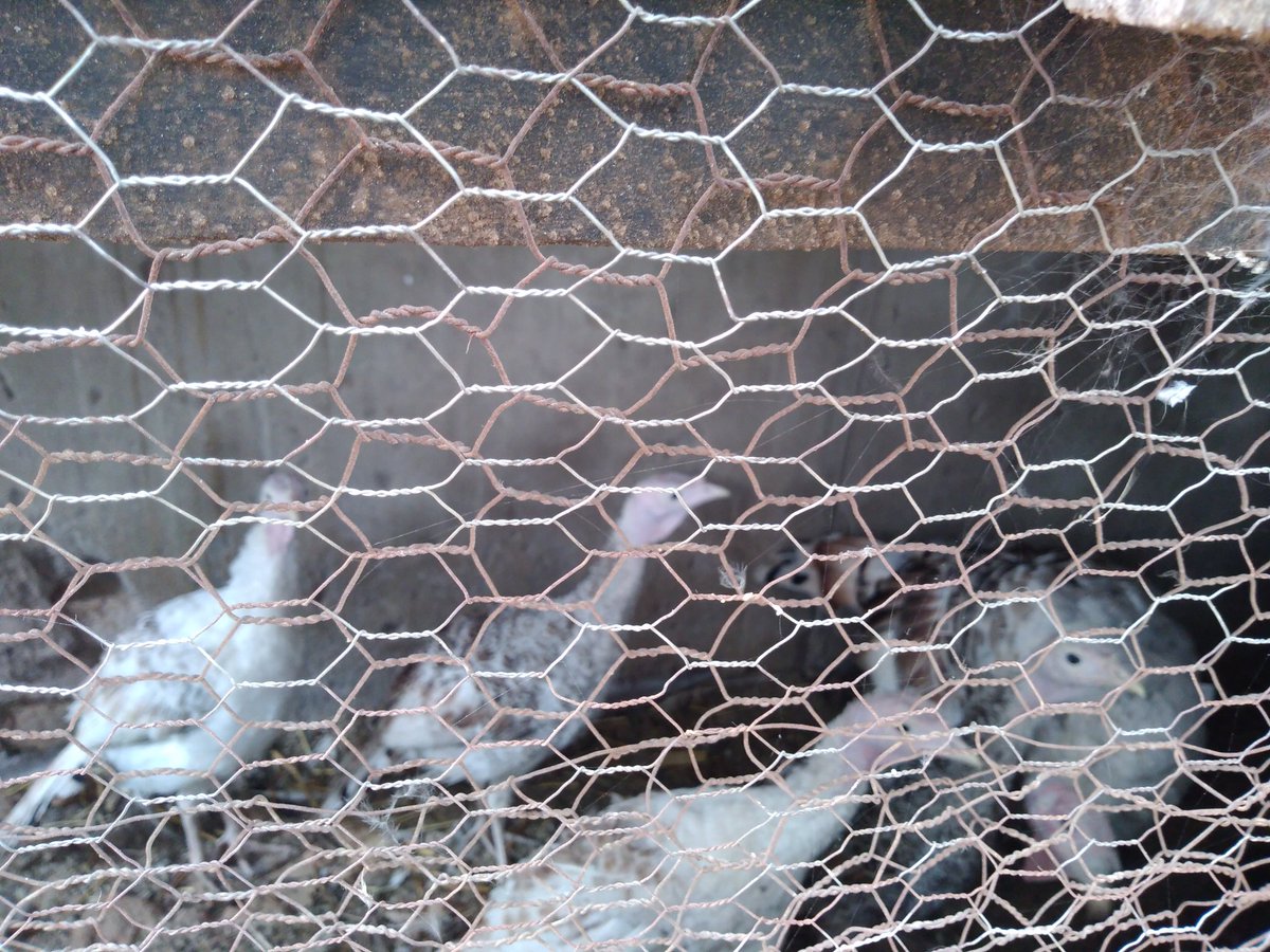 MudzingwaOswald's tweet photo. Turkeys/Matoki/Mangarikuni for sale......support a brother please RT my client might be on your timeline @Nyarie150990 @mutungadzimwe @NcubeMoyo @SteveVickers5 @ https://t.co/PliZ7aHOD8