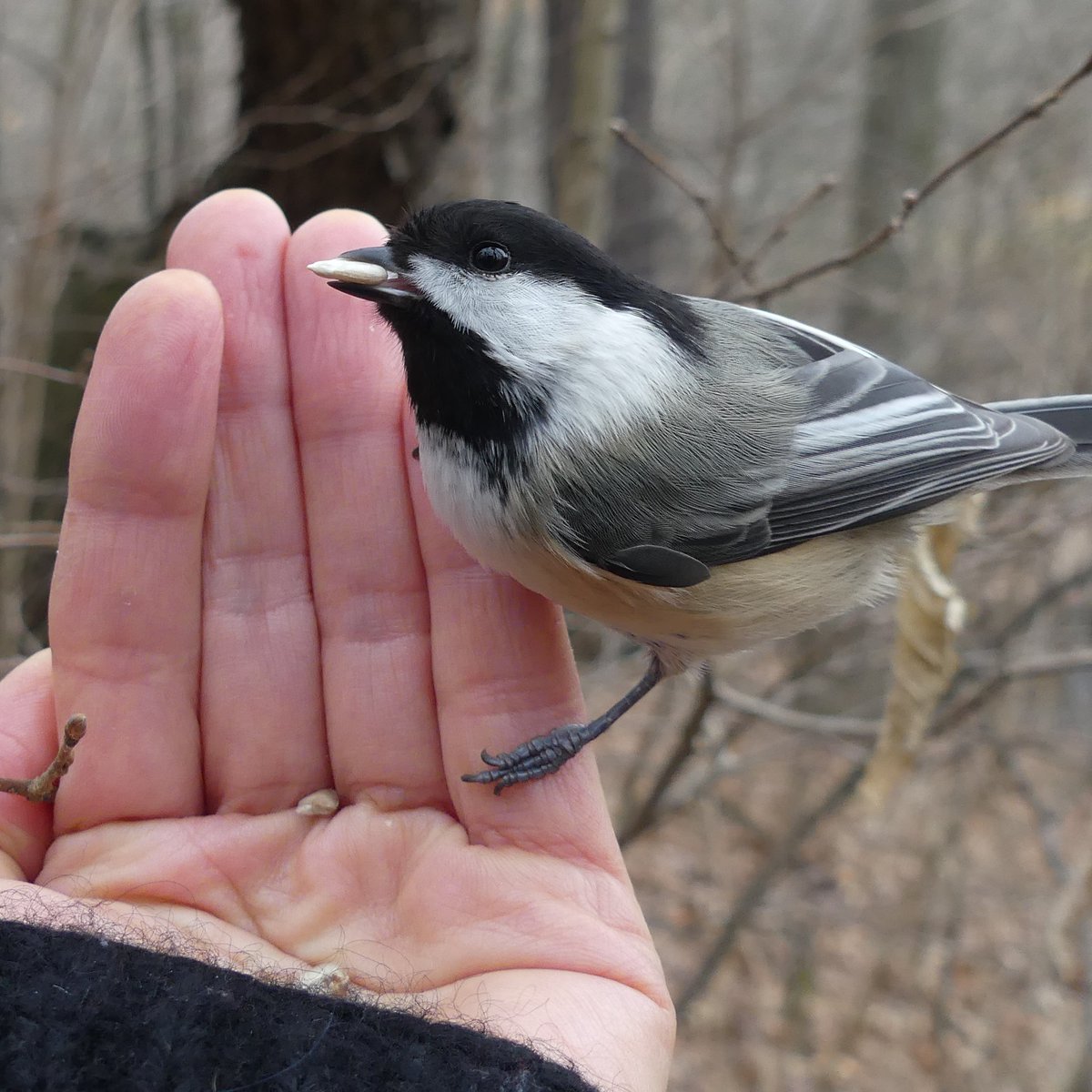 MaiaWaern's tweet photo. If winter's getting you down, I feel you. We have to find ways to stay joyful. For me, it helps to put sunflower seeds in my coat pocket &amp; sing my way along #HighPark trails until wintering #Chickadees &amp; #Nuthatches fly by for a treat and tickle my hands with their adorable feet! https://t.co/yLYOavvYeP
