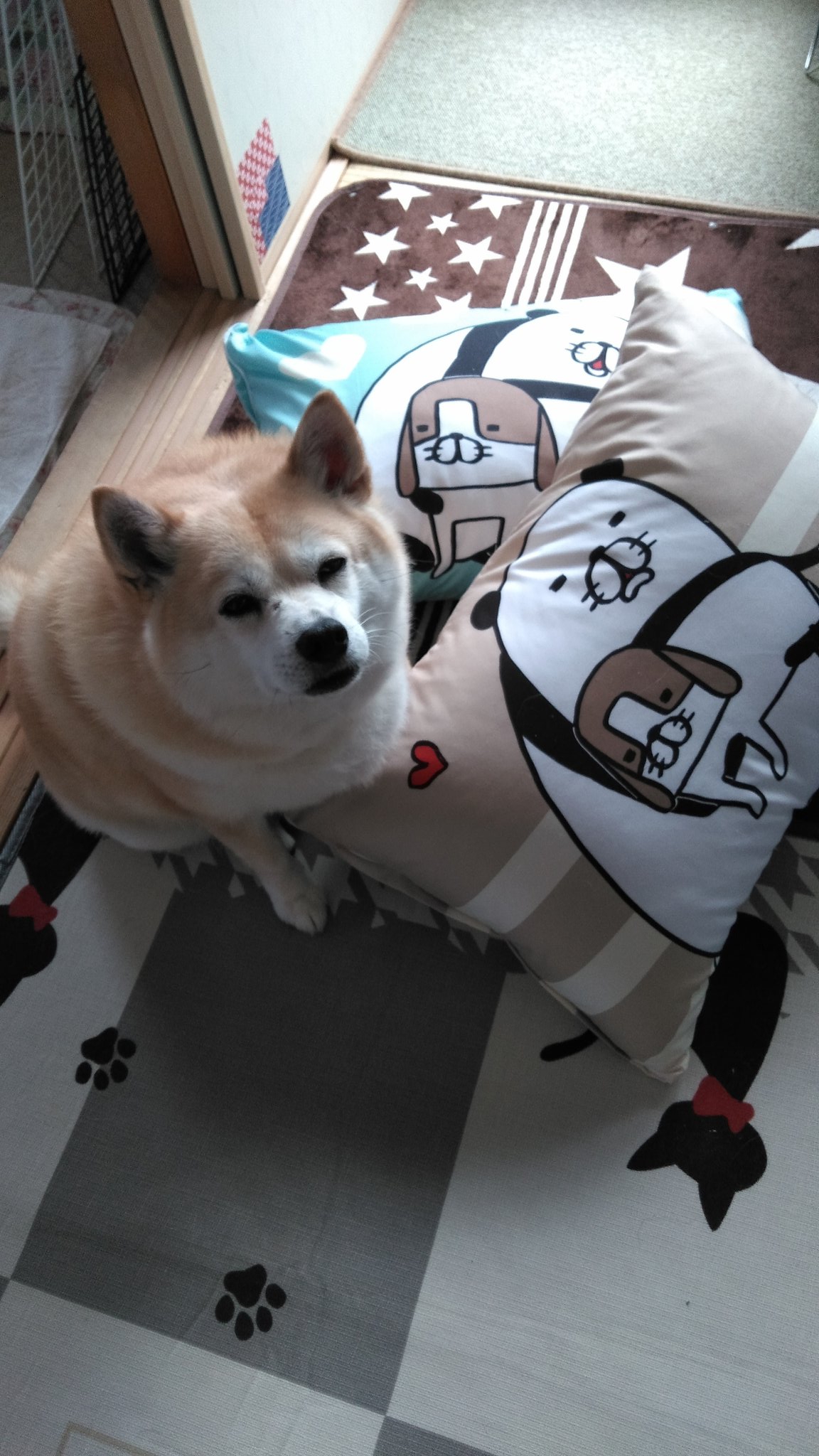 ユミコ No Twitter しまむら から受け取ってきた かわいいーぬ パンダと犬 しまむら まくら T Co Tvscgma5md Twitter ユミコ No Twitter しまむら から受け取ってきた かわいいーぬ パンダと犬 しまむら まくら T Co Tvscgma5md Twitter