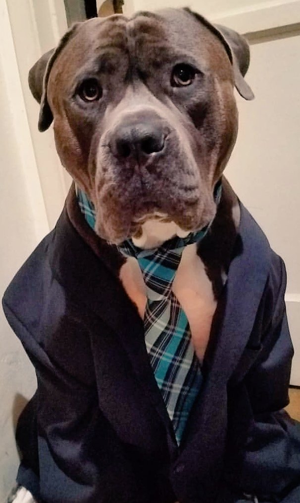 Baloowiththebr1's tweet photo. Today was #NationalDressUpYourPetDay momma completely forgot so we will share this one of when I helped her get her pawmotion at work💙 #handsomeboy #cutedog #dogsinsuits #pitbulls #bullmastiff #Staffordshire #dogsoftwitter #subaorticstenosis #sharpdresseddog https://t.co/km1tfz8H6y