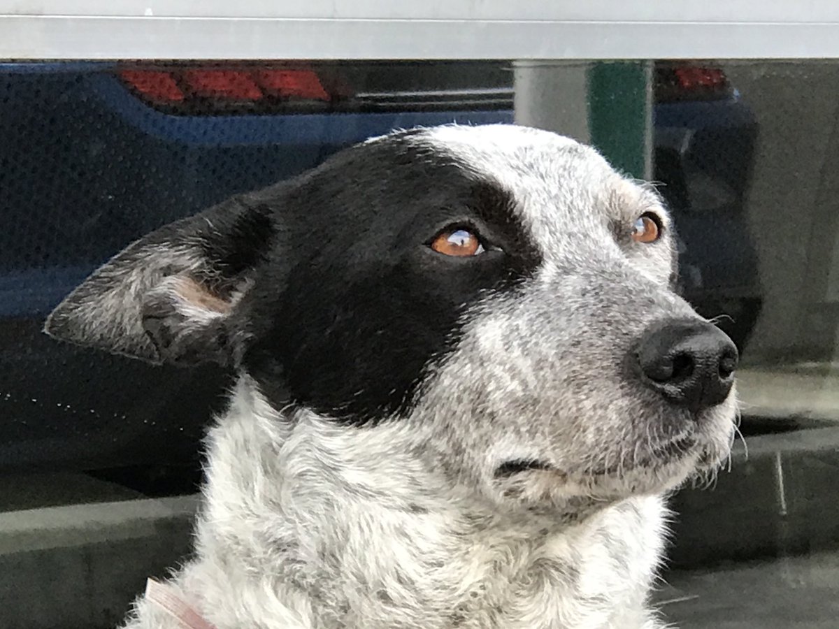 DogsCruz's tweet image. Pretty Sadie. She’s visiting #SCZ from her home in #Spokane #Washington. #photogenic