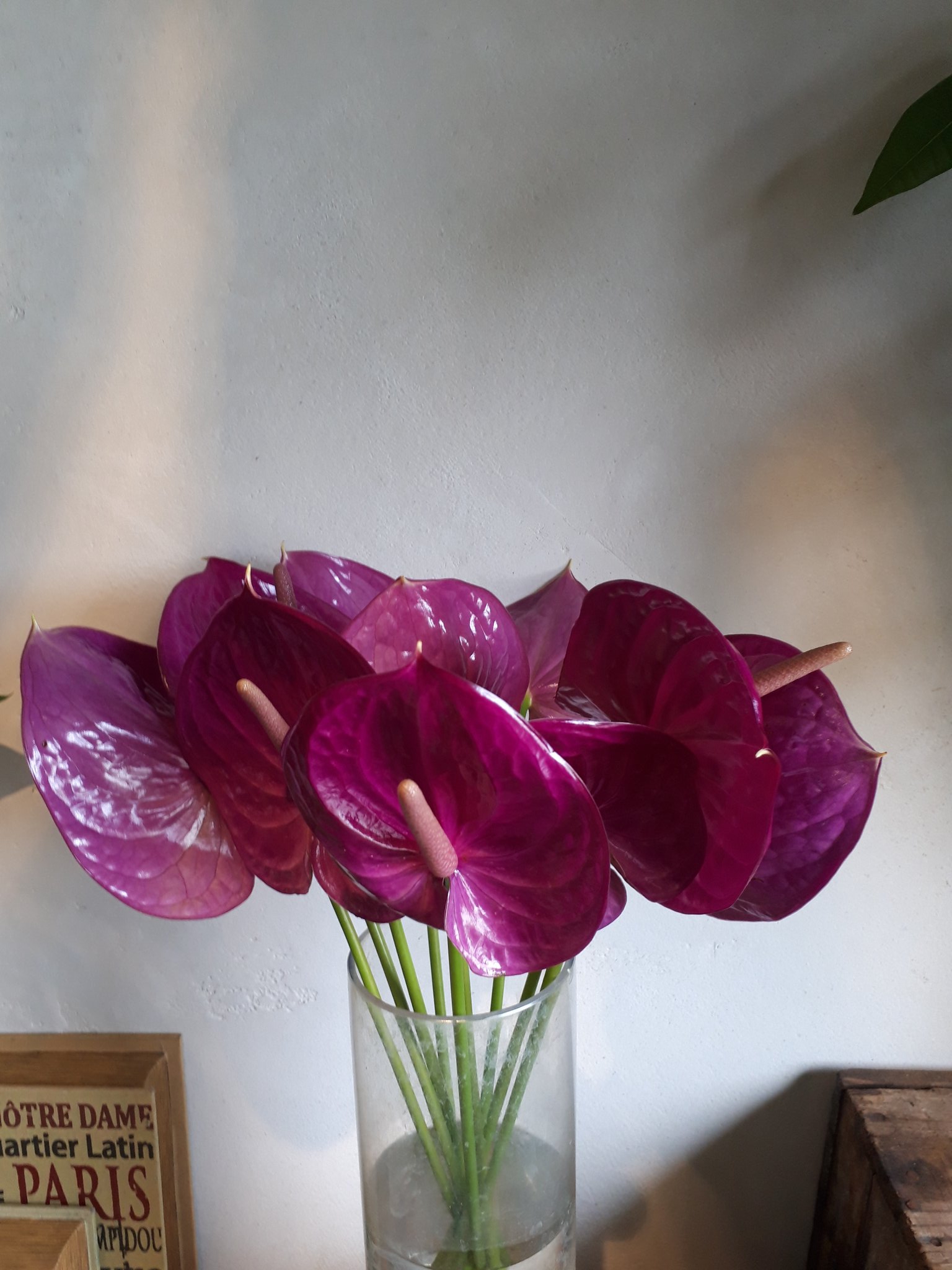 ট ইট র Moss 今日のおすすめ アンスリウム ミラネロ 紫系の珍しい色のアンスリウム登場です 一輪挿しで生けても存在感ありますよ