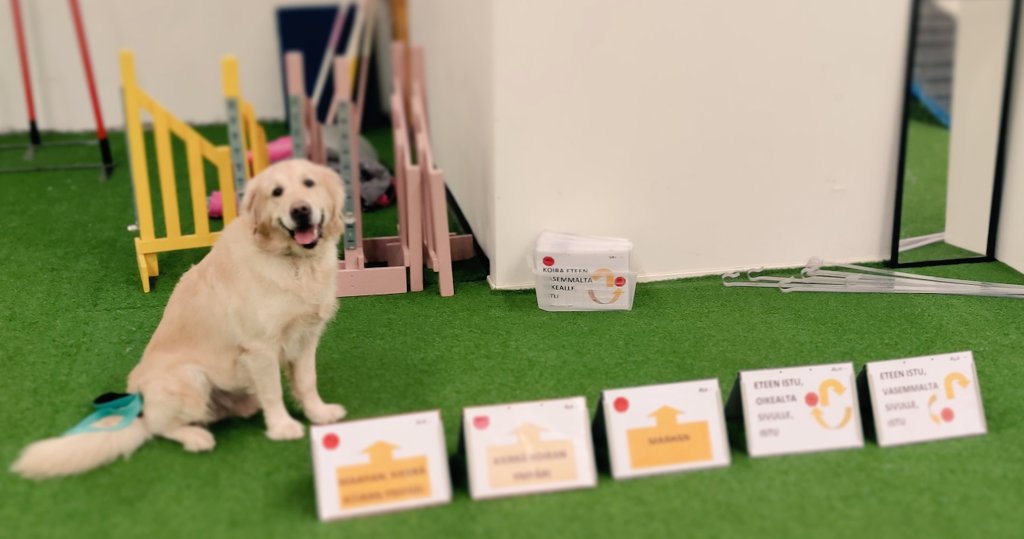 DigiHaukku's tweet photo. I am 8 years today. Yesterday I went to dog school with my mam. #digihaukku #koirakoulu https://t.co/0Cy5BmfjUQ