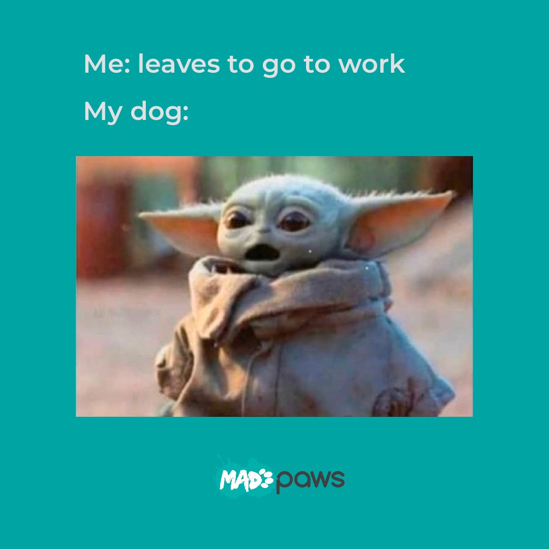 Solution: Pet Day Care with Mad Paws! 🐶