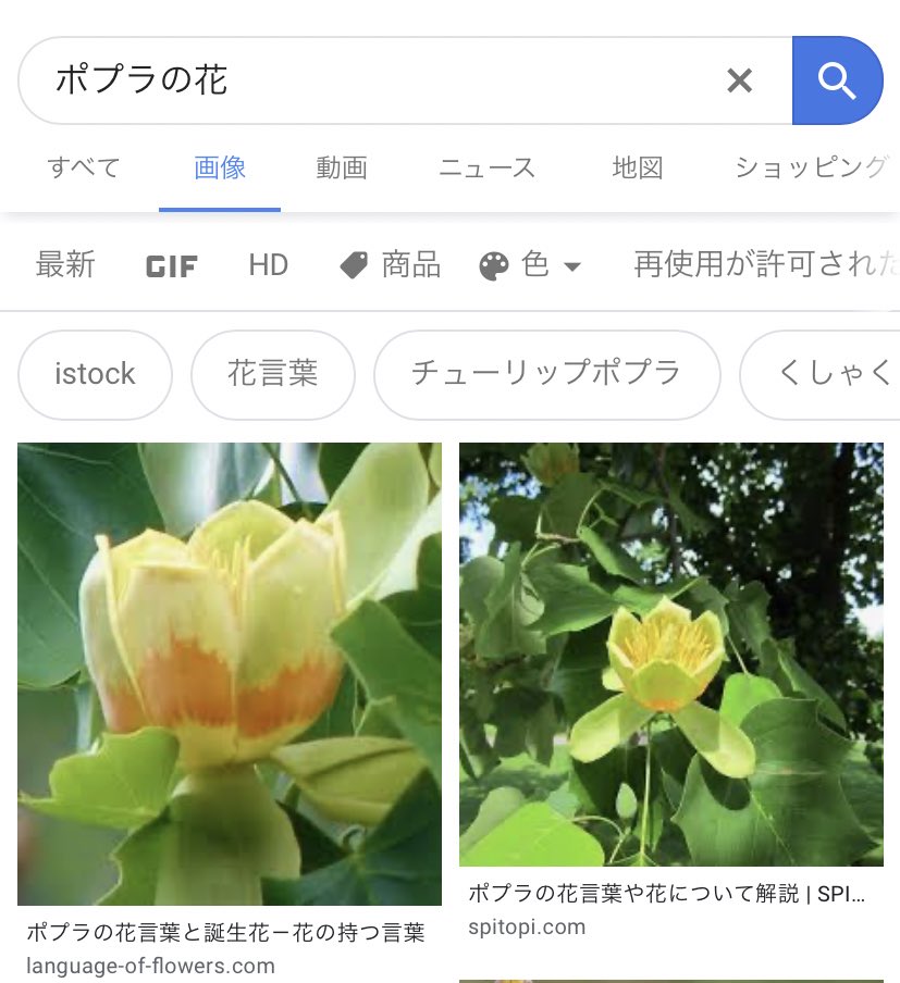 ３１０ ちなみにポプラの花で検索して出てくる黄色い花はポプラじゃなくてユリノキ チューリップポプラ なので騙されないようにな T Co Bujcpodlmc Twitter