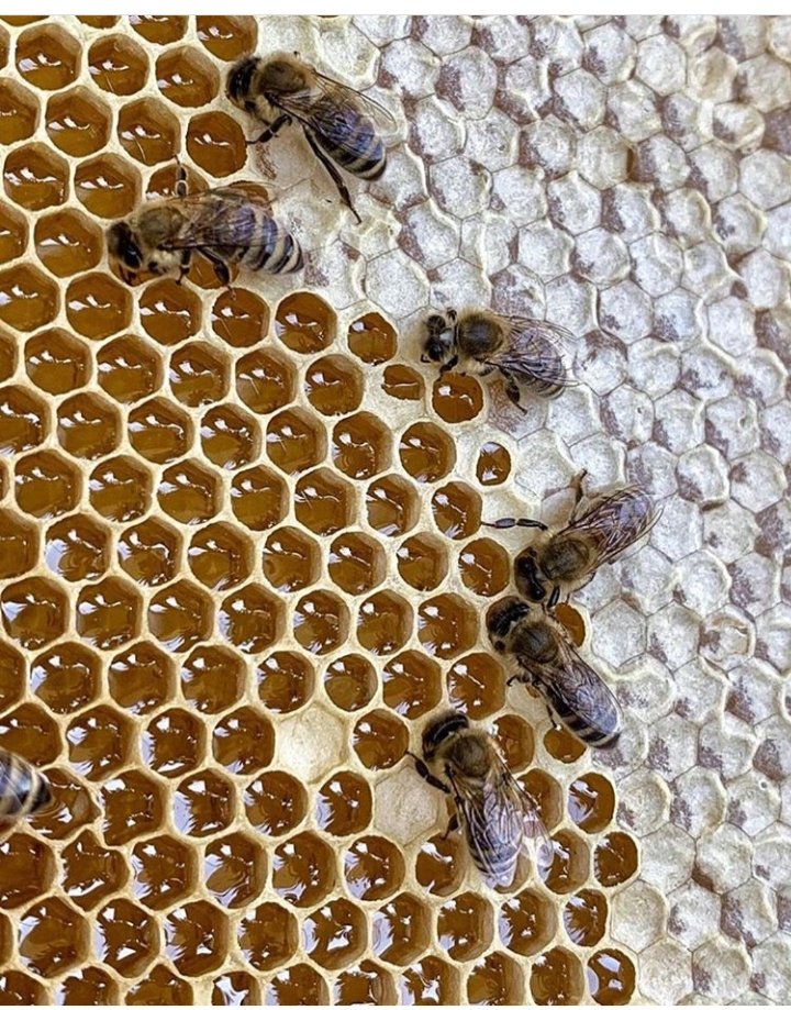 आपने तोड़ने से पहले उसके छत्ते का निरीक्षण नहीं किया कि अभी उसमें कैपिंग हुई है कि नहीं?? हुई है तो कहीं ऐसा तो नहीं कि अभी उसमें ब्रुड हो, लार्वा हो... ( साधारण भाषा में कहूं तो अंडा बच्चा उसमें होगा)