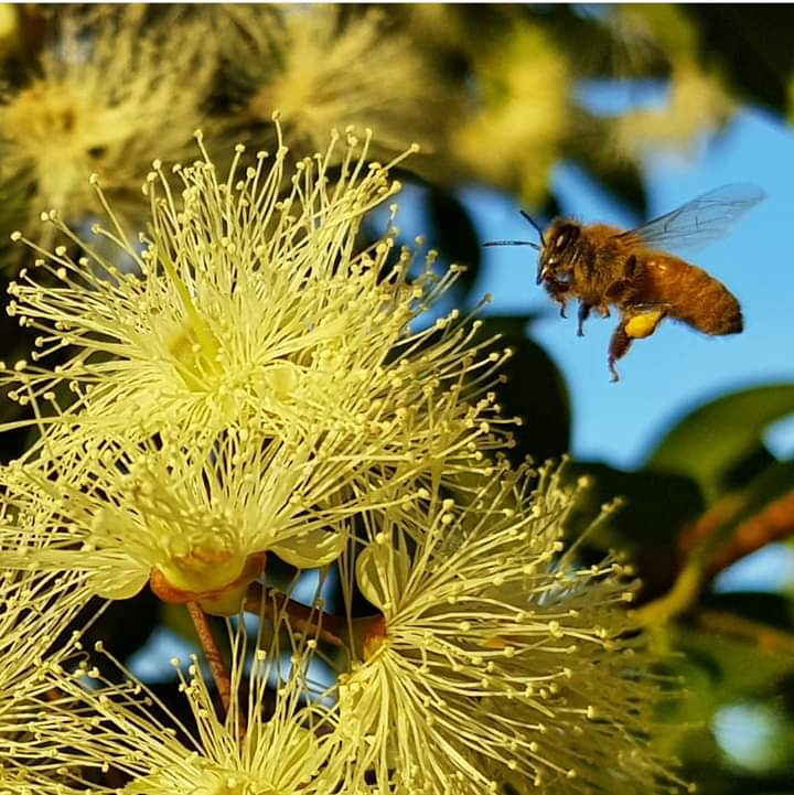 और सबसे बड़ी बात यह कि जिस मधुमक्खी की तारीफ करते हम नहीं थकते, जिस मधुमक्खी के कारण फसलों और फूलों में परागण होता है, उस मधुमक्खी के घर को तो आपने अपने 2, 4 किलो शहद के लिए तोड़ डाला। अब उनमें से 90% मधुमक्खियां मर जायेंगीं। जी हां लगभग सभी।