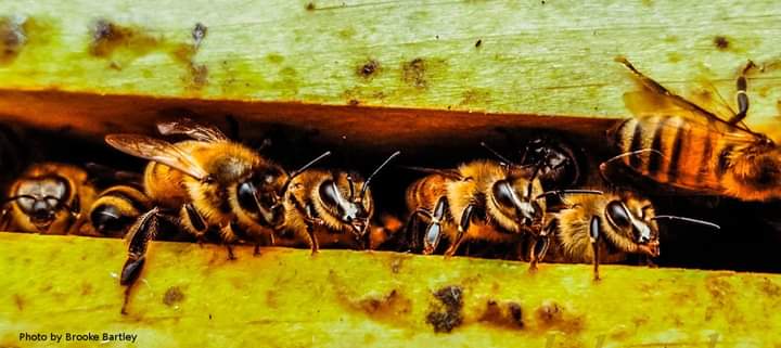 बड़े संतोष से यह बात कह रहा हूं कि एक मधुमक्खी पालक से इस तरह की गलती नहीं हो सकती।एक मधुमक्खी पालक सारी परिस्थितियों का आकलन करके ही शहद निकालता है।