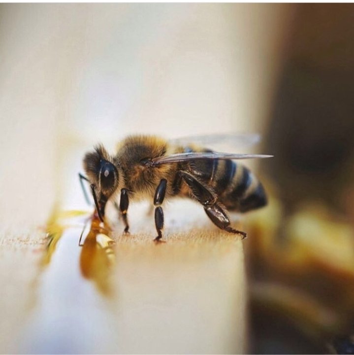 मधुमक्खी पालक देखता है कि छत्तों की ठीक से, भली प्रकार से कैपिंग हो गई है, उसमें कोई लार्वा नहीं है तभी वह शहद निकलेगा। अगर छत्ते शहद से लबलबा रहे हैं तब भी वह देखता है कि मौसम कैसा रहने वाला है।