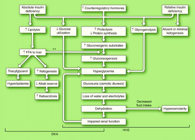 SeriesDiabetes's tweet photo. #insulin deficiency leads to accelerated #protein catabolism as well as diminished protein synthesis. Insulin deficiency is the focal point of the disorder & causes both hyperglycemia and ketonemia... #ReadThis #diabetes #metabolism #jsedm #seriesscience
https://t.co/Ax8o5CDas3 https://t.co/xNzlYoaNuA