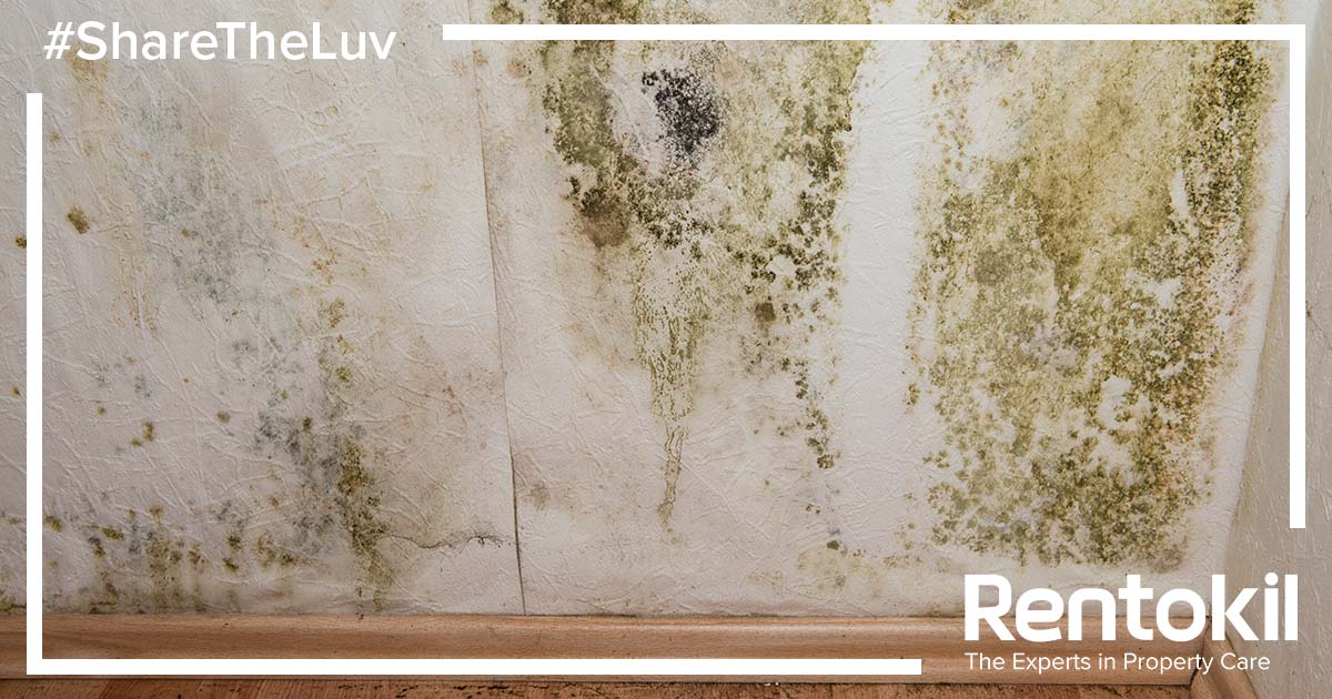 RKLPropcare's tweet image. Have you spotted the early #SignsOfDamp but have not done anything to resolve it? #DampProblems can often develop and manifest without any apparent symptoms. If the signs of damp are identified early, effective treatment can be put into place before any severe damage occurs,