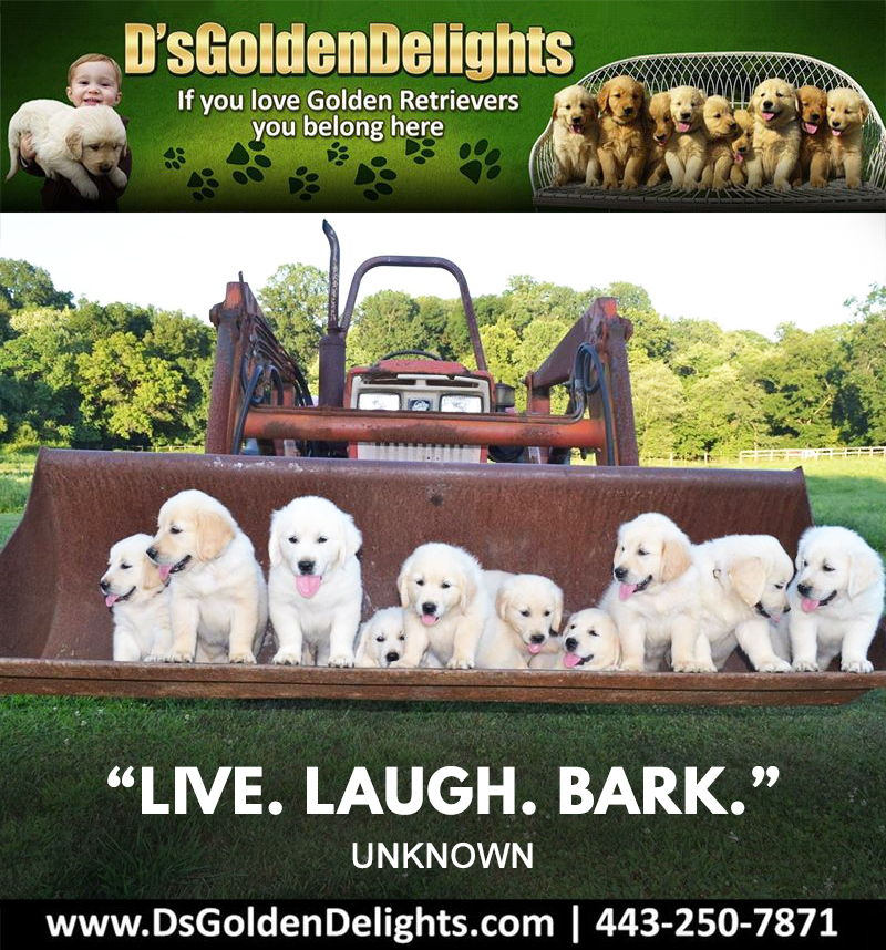 DsGolden_'s tweet image. “Live. Laugh. Bark.” – Unknown
#dsgoldendelights
