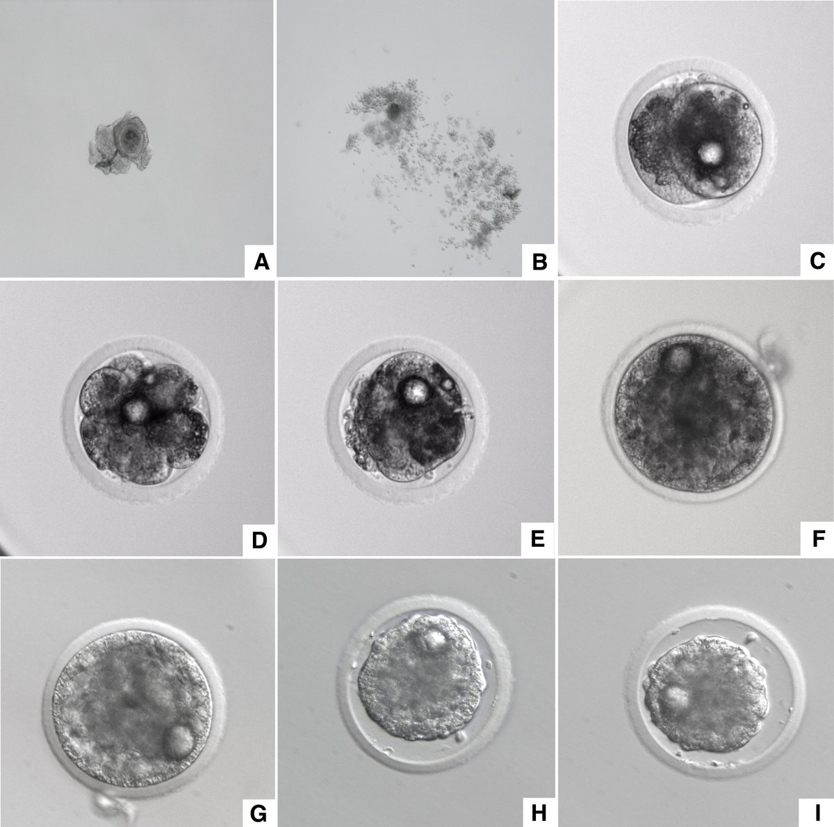 OlPejeta's tweet image. What a great way to start the year; we have one more pure northern white rhino embryo!
