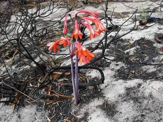 Not_Your_janem's tweet image. Stunning pictures of life re-emerging ☀️🌻....Australia is blooming...