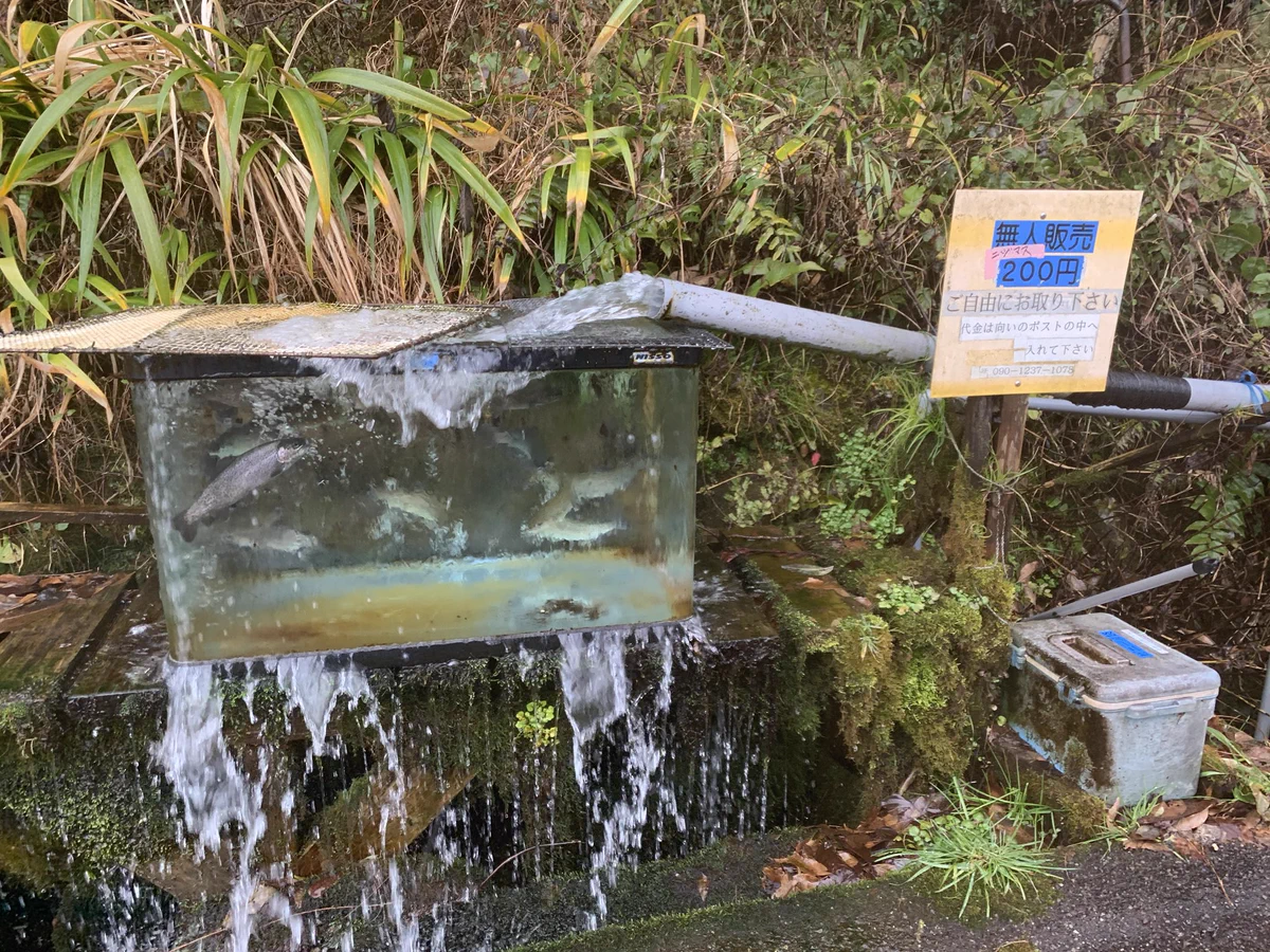 無人のニジマス販売が存在するｗｗ面白くて斬新ｗｗｗ1匹２００円！！
