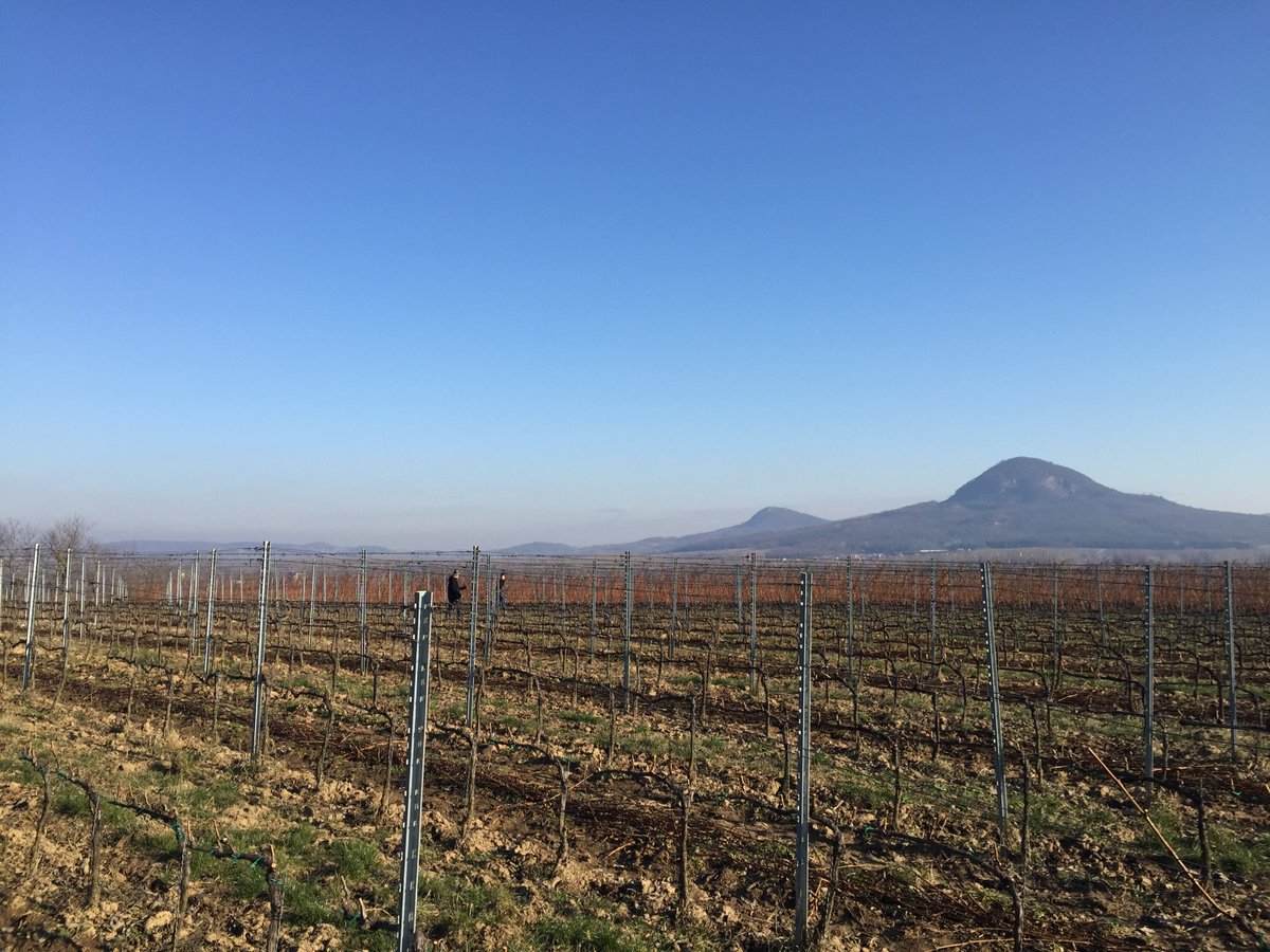 Pruning is still on! Marci &amp; Botond are carefully removing the remnants of 2019 on the Váradi vineyard with the beautiful volcanic Nemesgulács in the background. #gilvesy #pruning #volcanicwine #volcanicwinesofpannonia #varadifurmint