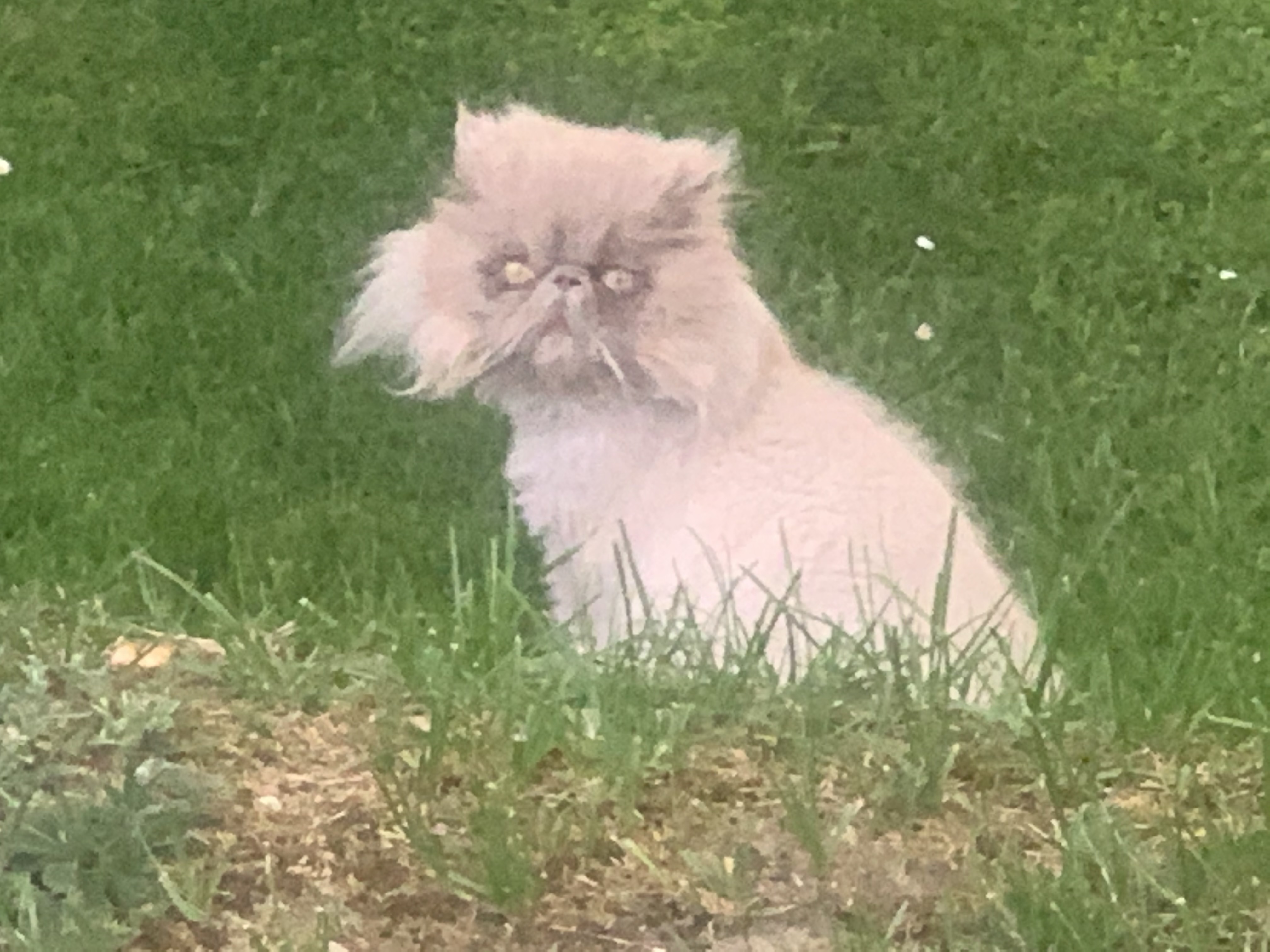Creepy cat store backyard