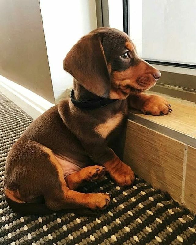 Waiting for the weekend so your hoomans can take you to the beach be like: 🐶❤ #sausagedoglove #sausagedogpuppy