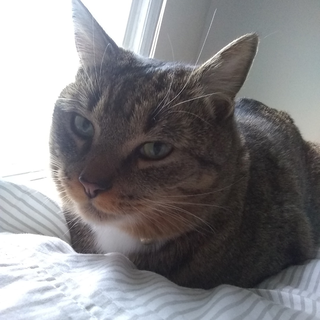 runawaypets's tweet image. Help us find Liam the Tabby
Get the app runawaypets.co
⚠️ #FurAlert
#cats #cat #catsofinstagram #catstagram #instagram #catlover #instacat #pets #kitten #meow #love #cute #kitty #pet #kittens #animals #catlovers #catoftheday #petstagram #catlife #instagood #lovecats