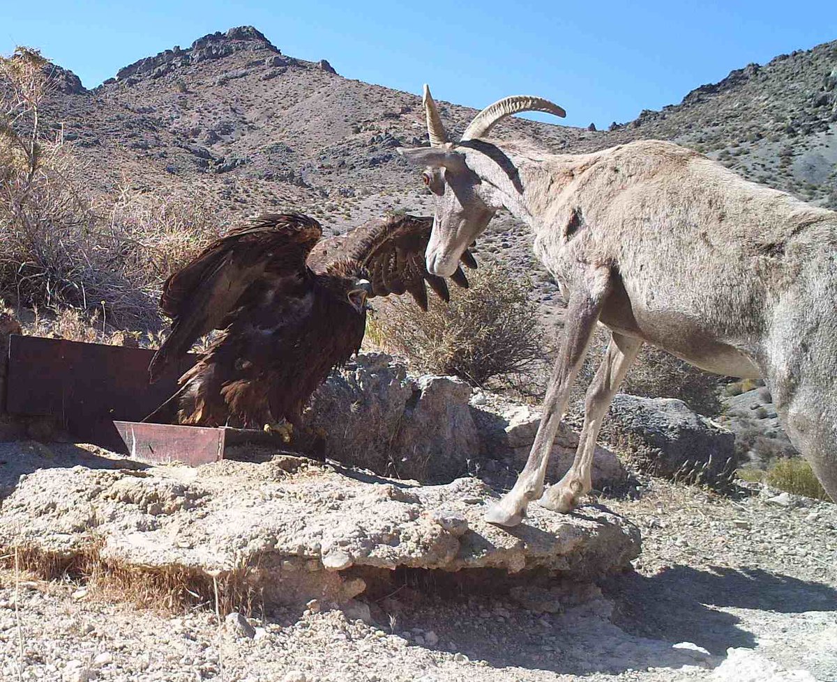 big brown bird on ground with wings outstretched faces sheep