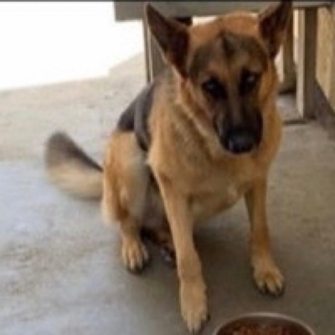 runawaypets's tweet image. Help us find Junior the German Shepherd
Get the app runawaypets.co
⚠️ #FurAlert
#dog #dogsofinstagram #dogs #puppy #instadog #dogstagram #love #pet #cute #doglover #dogoftheday #instagram #pets #doglovers #puppies #ilovemydog #puppylove #doggy #doglife #doggo #instagood