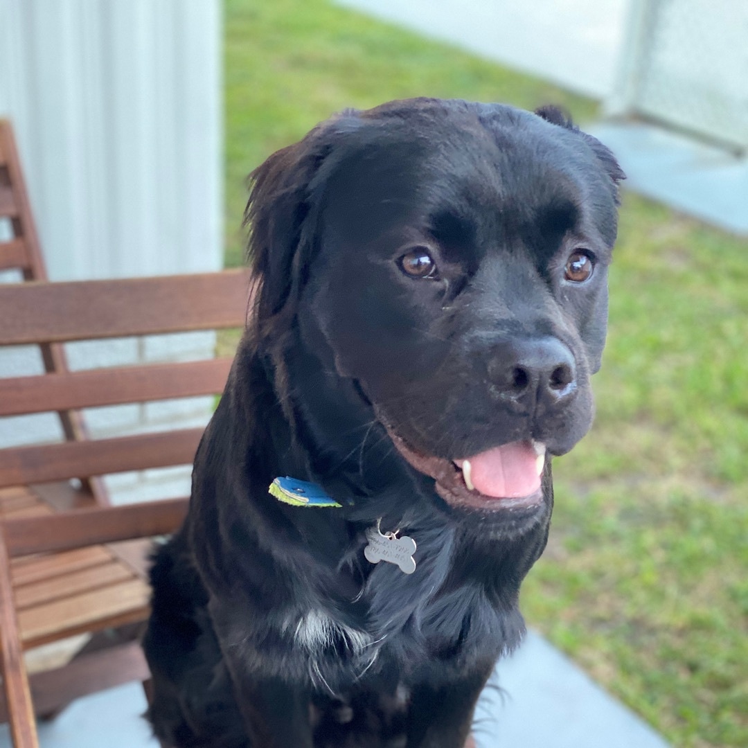 runawaypets's tweet image. Help us find Thor the Labrador Retriever
Get the app runawaypets.co
⚠️ #FurAlert
#dog #dogsofinstagram #dogs #puppy #instadog #dogstagram #love #pet #cute #doglover #dogoftheday #instagram #pets #doglovers #puppies #ilovemydog #puppylove #doggy #doglife #doggo