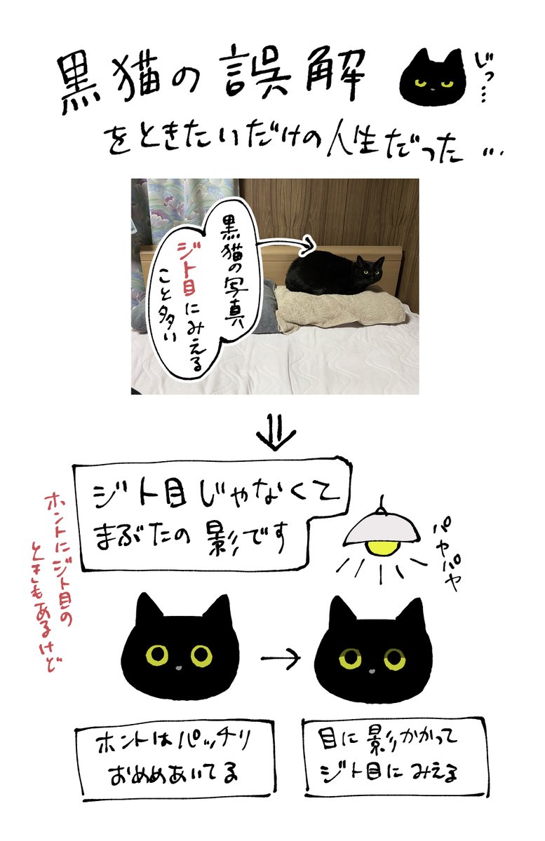 ありのままの姿を映したいのに 黒猫の写真がジト目になってしまう理由 のわかりみが深い ほんとはおめめパッチリなんだよ Togetter