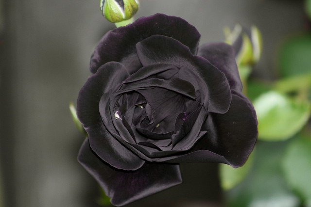 薔薇の色事の花言葉と5つのスピリチュアルな力 フクスピ 幸福の使者達