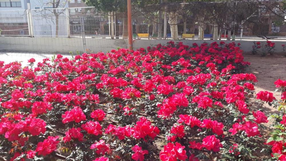 AEPJP's tweet photo. El color de las rosas de @rosalesferrer llena de fantasía palacios y monumentos de #España y #Europa. Podéis encontrarlas en lugares como el Castell d'Alaquàs quien,el Parador Nacional de Sigüenza o en la ruta alemana del Camino de Santiago🌹

#AEPJPSocios
https://t.co/TVKhv1WAkO https://t.co/gCZqi2qY15