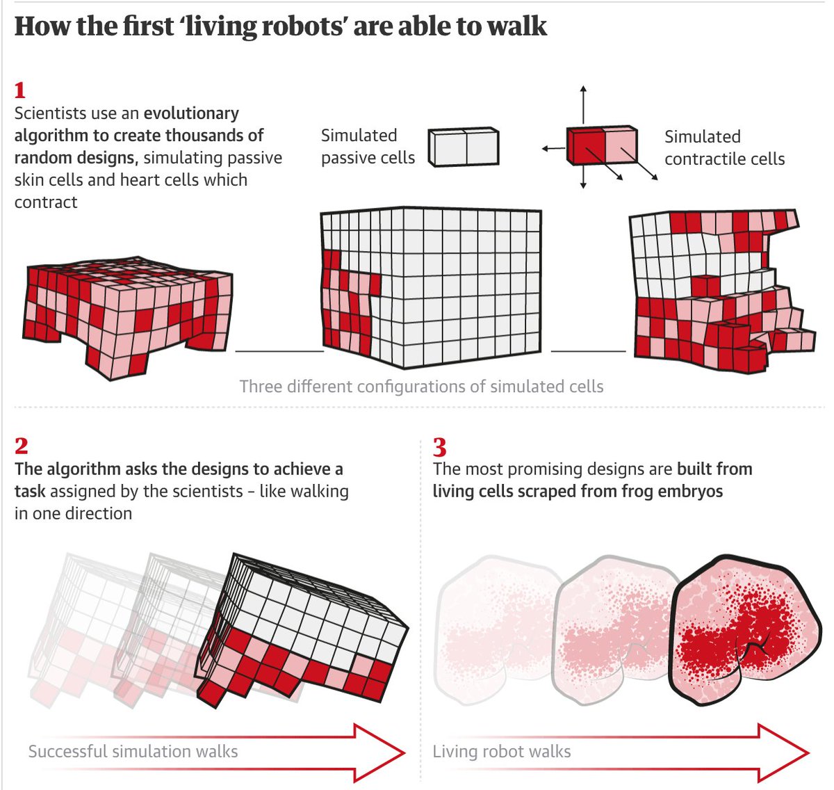 IndieReserve's tweet image. Scientists use #StemCells from #frogs to build first #LivingRobots 

Researchers foresee myriad benefits for #humanity, but also acknowledge #ethical issues

Read more at:
theguardian.com/science/2020/j…
