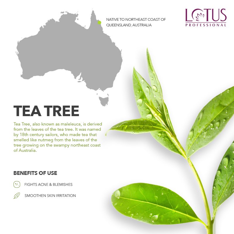 beauty_lotuspro's tweet photo. The cleansing properties of Tea Tree in the PhytoRx Deep Pore Cleansing Face Wash works wonders for especially oily and acne prone skin!  
.
.
.
#LotusProfessional #GoodbyeSkinProblems #LPSkincare #ThatLPGlow #SkinCareProducts #OrganicSkincare #NaturalSkincare #winter https://t.co/qXcS3HRD0k