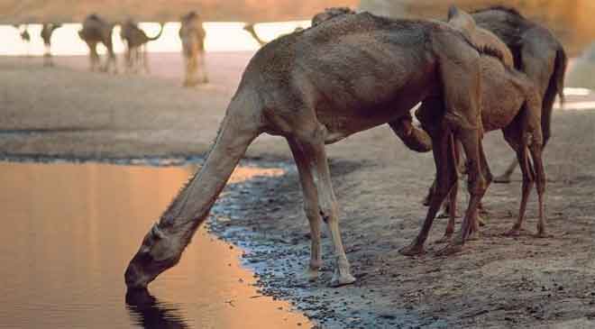 ardia77's tweet photo. Australia\'s Killing of 10,000 Camels amid Forest Fire Sparks Worldwide Outrage - InsideNE - https://t.co/AAeT8LYNSI https://t.co/UwFmqSsZ2Y
