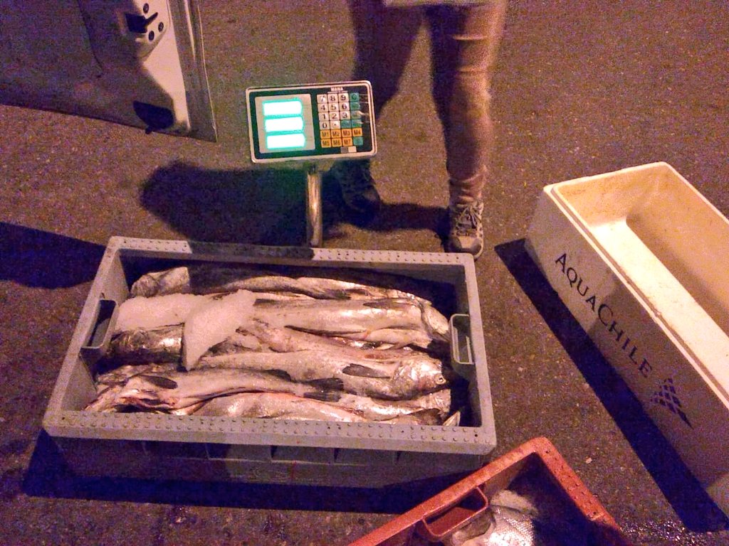 sernapesca's tweet photo. #LaLigua: Esta madrugada detectamos en control carretero un furgón con 252 kilos de salmón y 674 kilos de merluza austral sin acreditación de origen legal. Recurso fue incautado y estamos a la espera que @SaludSsrv determine si es apto para consumo (donación) o debe destruirse. https://t.co/hDvQrnknWo