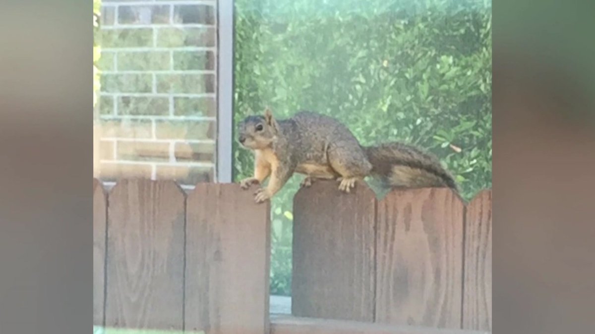 KPRC2's tweet image. Squirrel terrorizing local neighborhood, has already tent 2 mothers to hospital bit.ly/2QWJHpA?utm_so…