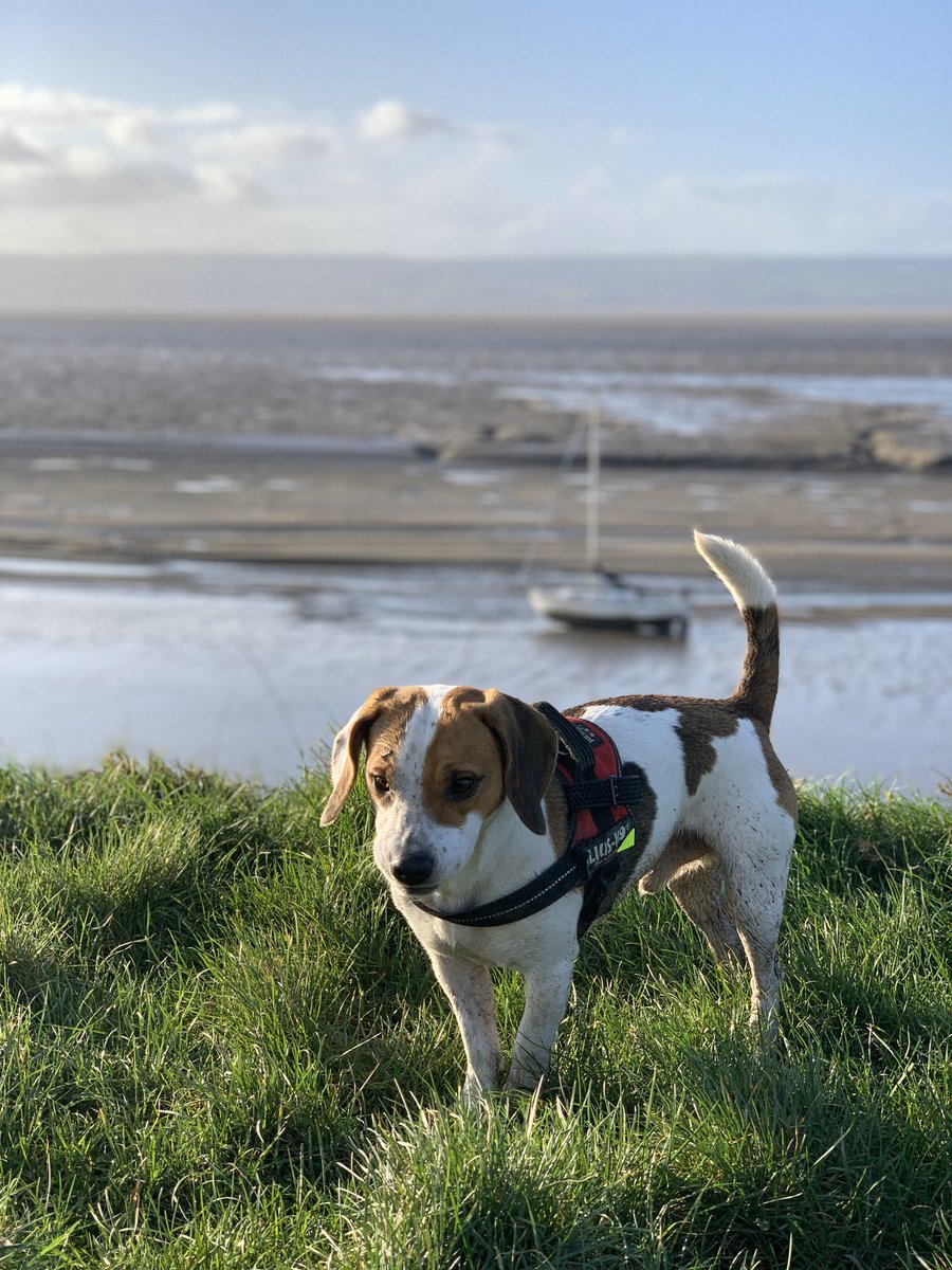 BeachRunr's tweet photo. 4 Marvellously Muddy Miles through the Dungeon & down to the beach and back with @BeagleMarvin this morning...
Spotted @TVsSimonKing enjoying a beach walk with his full #Springwatch kit over his shoulder
#thurstaston #Heswall #Wirral #birdwatching #beachrunning @inov_8 #Xtalon https://t.co/FioTwmXXDA