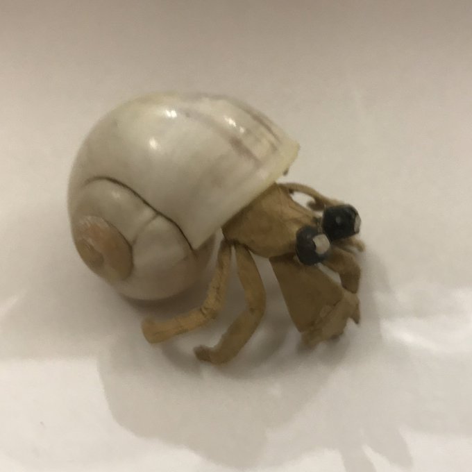 ダンボールヤドカリのtwitterイラスト検索結果