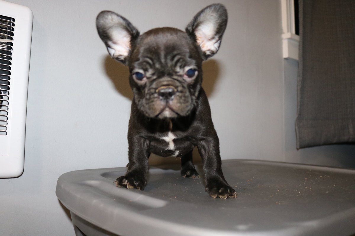 batdogbullies's tweet photo. The last male available! He’s going to be compact, he’s funny and very energetic 🐾🐾🍼🍼 #frenchbulldogpuppy #available #Quincywa https://t.co/SYJ2ZCl2V7