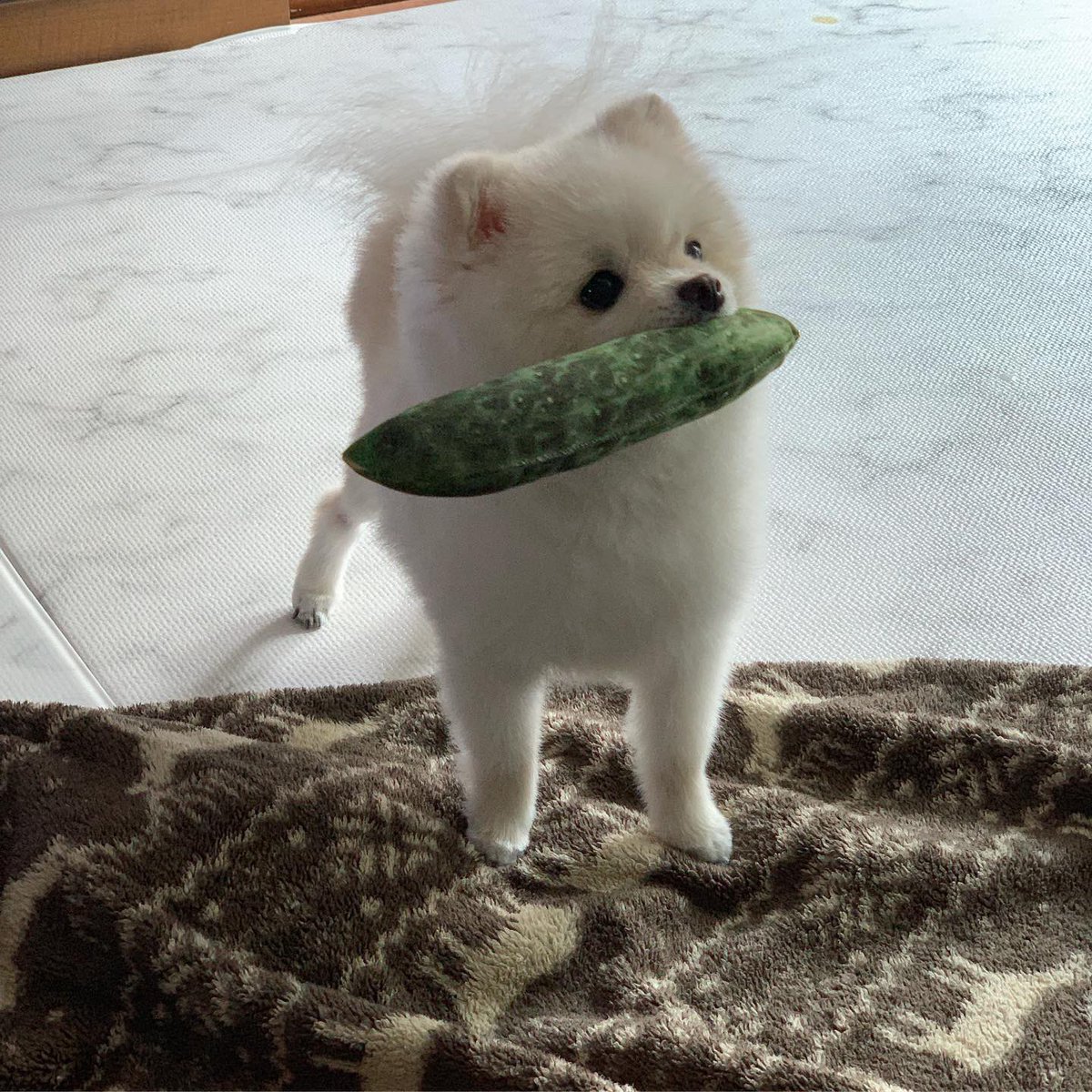 puppygamza tweet picture